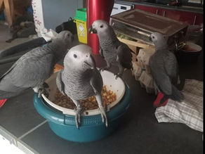 Fiche Espèce : Perroquet Gris du Gabon (Psittacus erithacus)