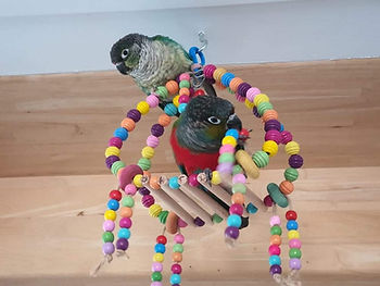 Photo cliente Conure avec Pont Enchanté