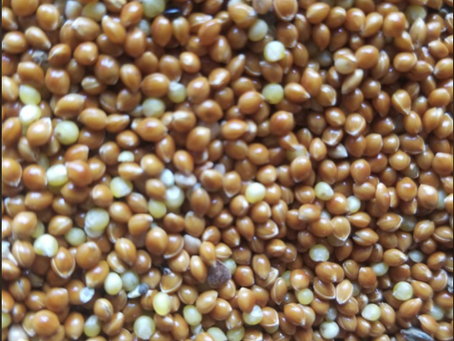 Les Besoins Nutritionnels des Perroquets : Guide Complet