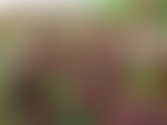 Früchte, Grün, Exotisches und Amaryllis...wir gehen Richtung Weihnachten!