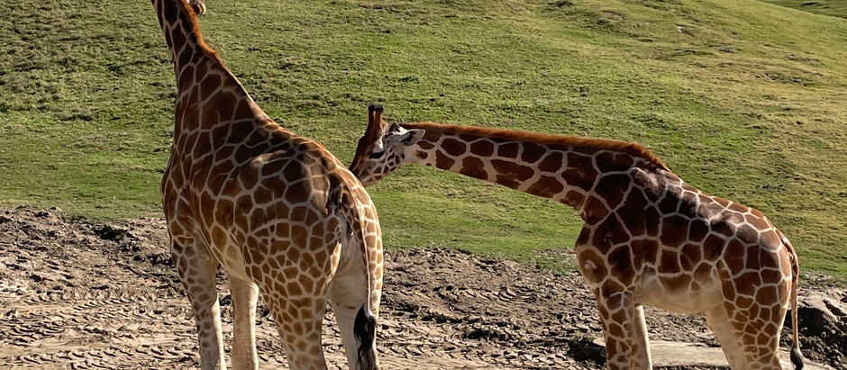 Exploring San Diego: Sunshine, Surf, and So Much More