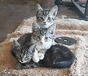 + a pic of Mia's litter 3a.jpg