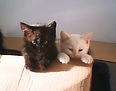 + a pic of Baby Blue and I think Quinn c