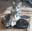 + a pic of Mia's litter 3b.jpg