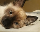 + a pic of Pheonix head shot 333.jpg
