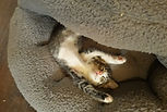 + a pic of Mia's litter 4.jpg