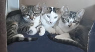 + a pic of kitties from Phil A.jpg
