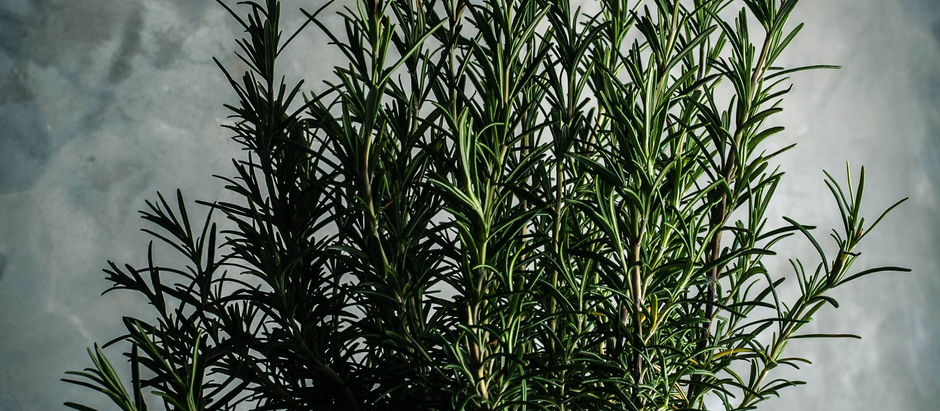 המפתח לשיפור הזיכרון- ריח של רוזמרין