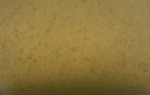 Sludge in waste water. Perfect for Olpas measurement.