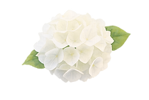 D4F35CE4-0733-481C-B1D2-42F891D597EE.PNG