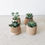 Miniature : 4 mini pots imprimé 3D en bois et cactus