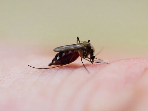 SSG intensifica vigilancia por dengue en Salamanca; colocan más de mil ovitrampas