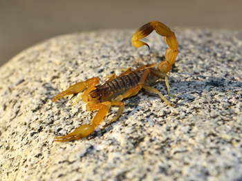 Salamanca, en alerta: alberga una de las especies de alacrán más tóxicas del país