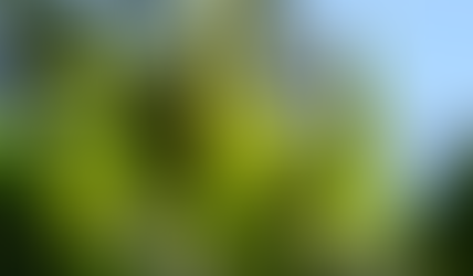 Guanajuato se prepara para una gran cosecha de maÃz, pero el reto sigue siendo un precio justo