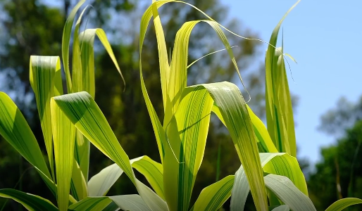 Guanajuato se prepara para una gran cosecha de maÃz, pero el reto sigue siendo un precio justo