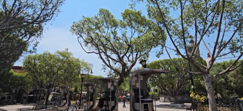 Años de abandono y falta de acción están cobrando factura: por lo menos 15 árboles dañados en el Jardín Principal