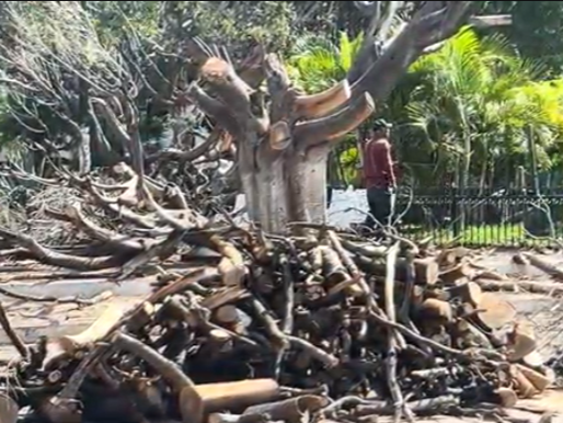 Medio Ambiente prepara inventario de árboles en Salamanca para detectar riesgos y planear reforestación.