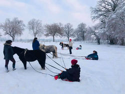 PONY LUGE