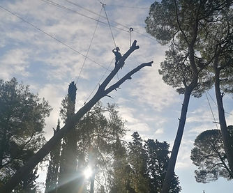 Tala de árboles en altura