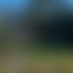 Scenic photo of Golden Gate Park in San Francisco. Expansive grass and trees spaced out between the walking paths.