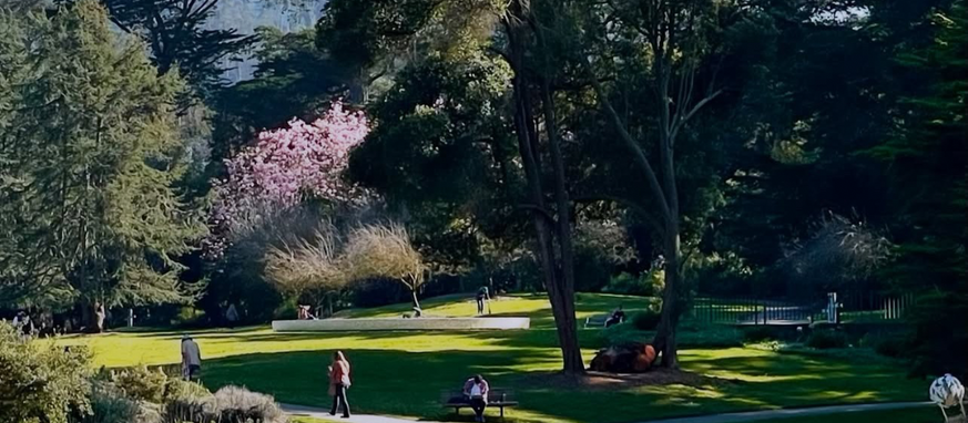 Scenic photo of Golden Gate Park in San Francisco. Expansive grass and trees spaced out between the walking paths.