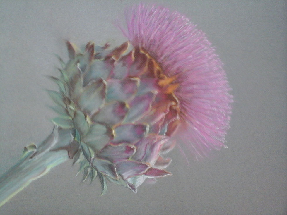 fleurs d'artichaud Geneviève