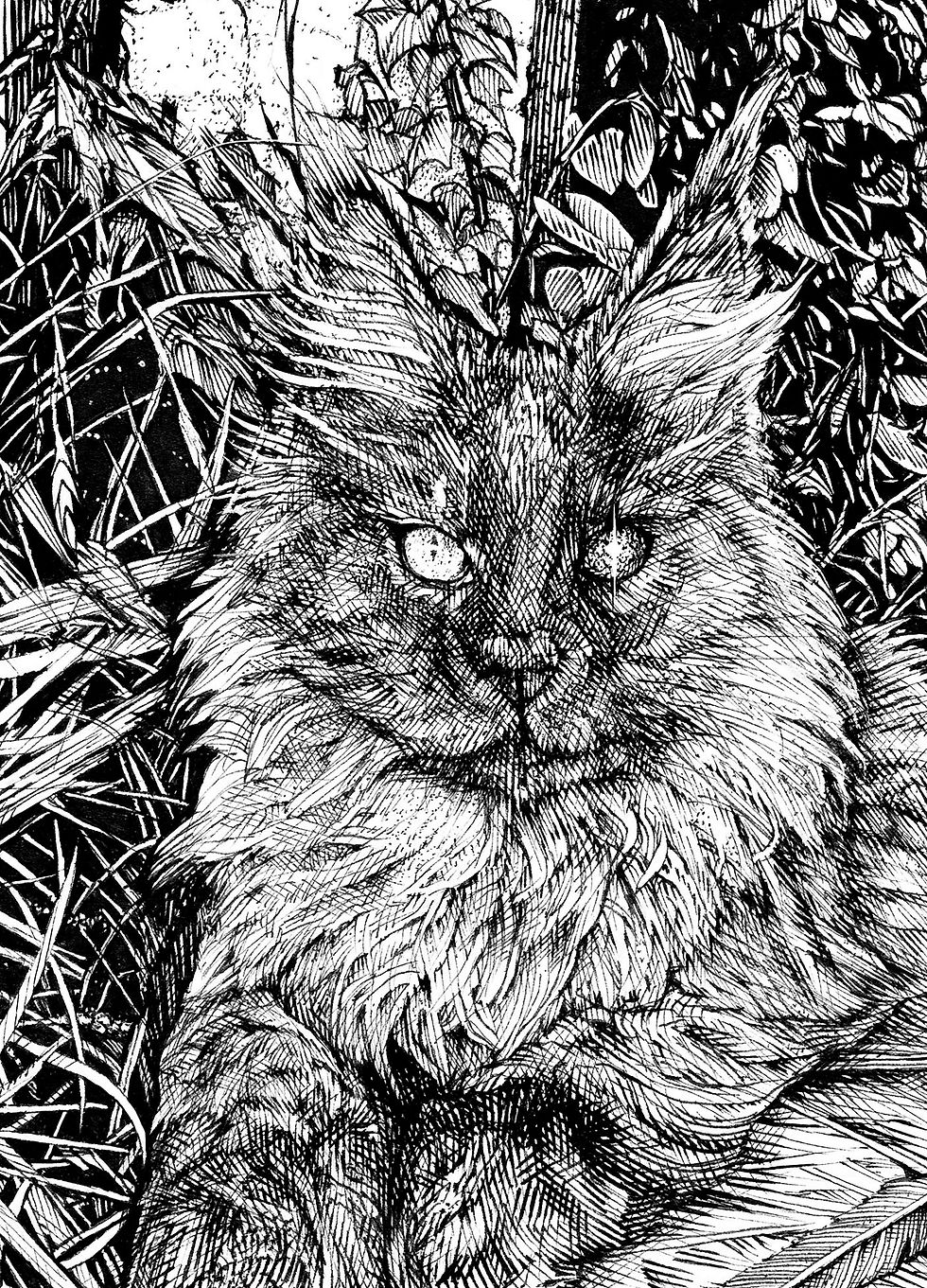 Miniatura: Cat ink drawing by Alex Dakos