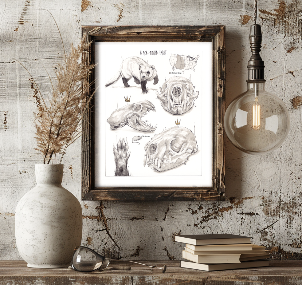 Black-footed ferret | Pencil drawing | art print by Alex Dakos