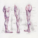 leg anatomy pen drawing by Alex Dakos