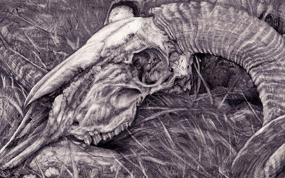 Miniatura: Ram skull detail