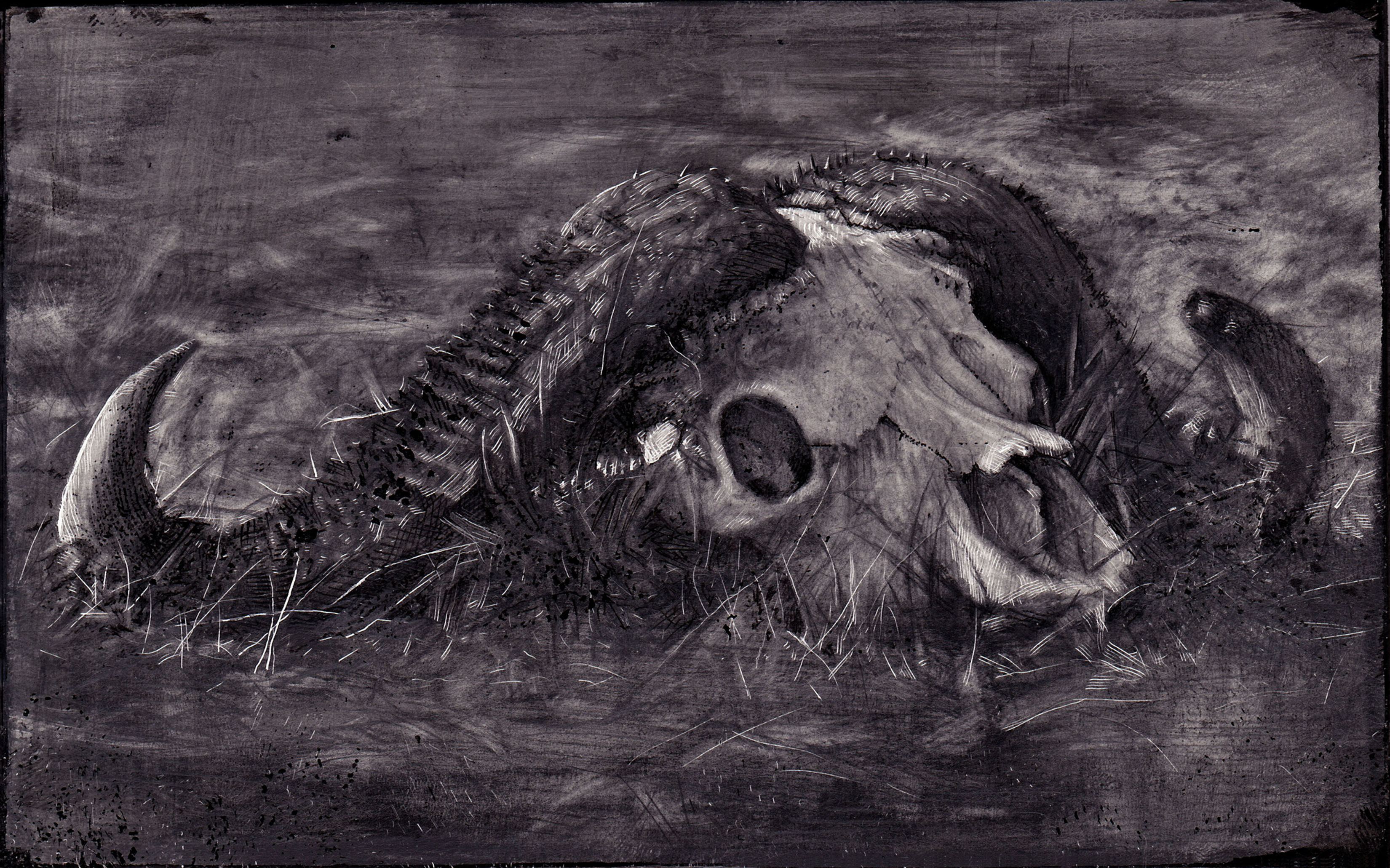 buffalo skull drawing by Alex Dakos