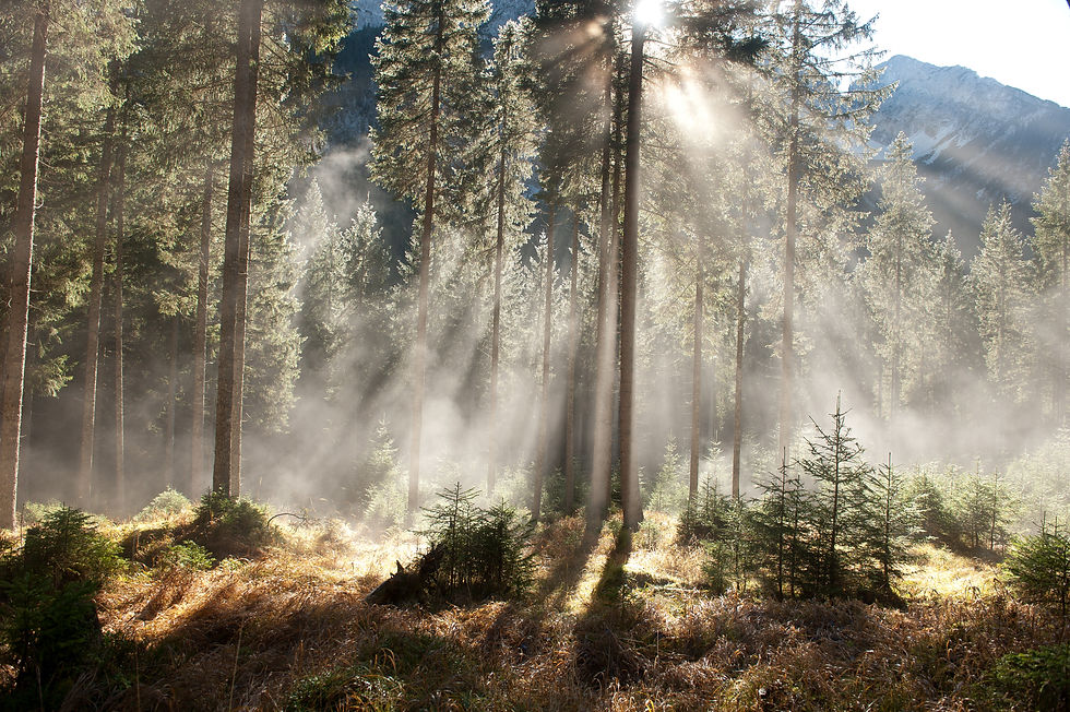 Nebel in Bayern