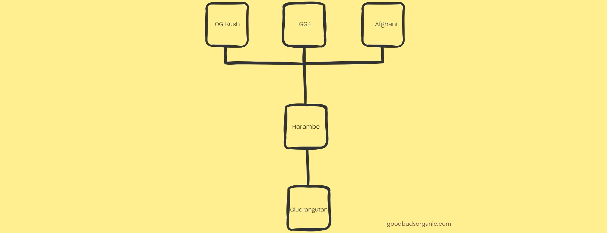 GOOD BUDS Gluerangutan Lineage