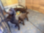 Four puppies in a crated play area