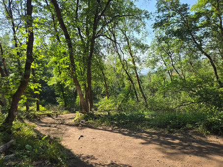 Roots of Resistance: Finding Strength in the Silence Between Steps