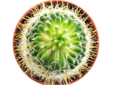 Greening Remote Workspaces: Bringing Mini Succulents to the Virtual Office