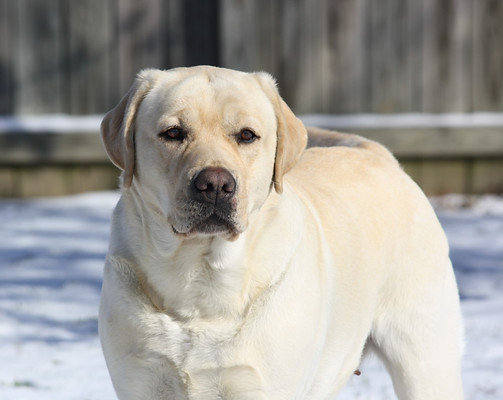 Dazzle head in snow (Large).JPG