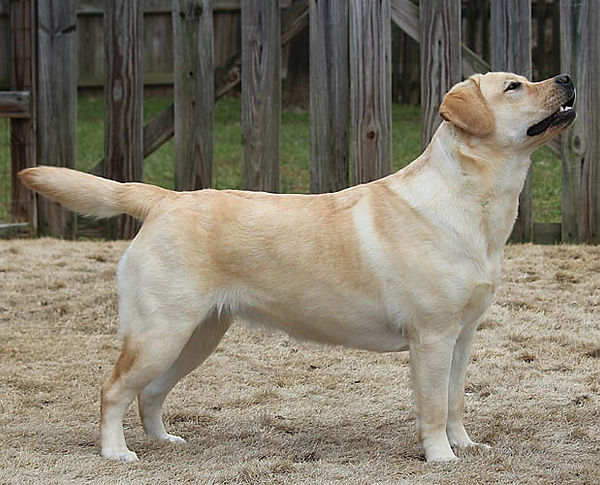 GRACIE-body-new.jpg