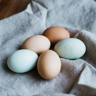 Why Did My Chicken Stop Laying Eggs? 5 Early Health Signs to Watch
