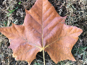 THE LEAF