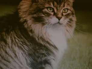 HERMAN