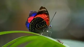 Bye-bye butterflies? Insects are in 'precipitous decline' in Midwest.
