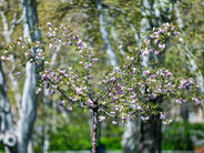 Օդի ջերմաստիճանը կբարձրանա ևս 1-3 աստիճանով, ապա կնվազի 3-5 աստիճանով