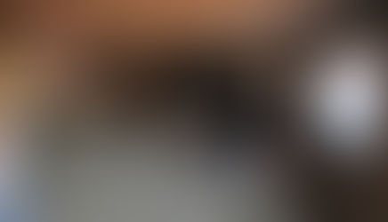 Թափառող շները հոշոտել են 24 մայրացու ոչխար