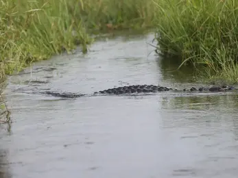 Fatal alligator attack: Gator slammed canoe, grabbed woman, new info shows