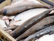 Նոյեմբերի 15-ից դեկտեմբերի 9-ը ստուգայցի ընթացքում առգրավվել է 1,215 կգ «սիգ» տեսակի ձուկ