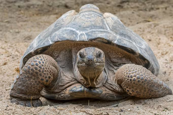 Once near extinction, these giant tortoises now outnumber people in the Seychelles, survey finds