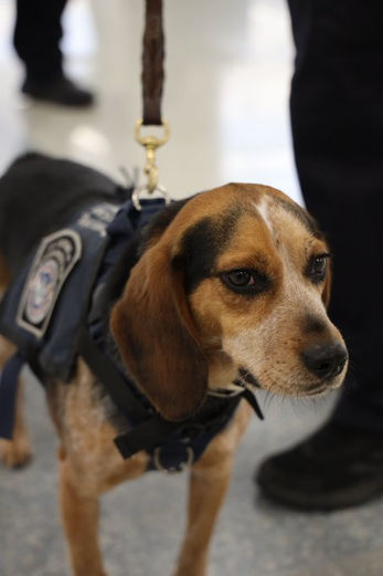 Beagle who was kicked by traveler is back to work at the airport. See the video.