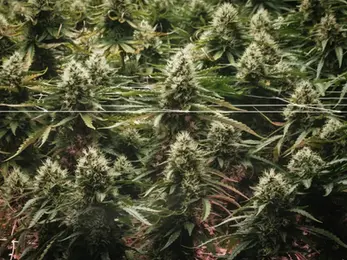 New study finds cannabis edibles raise risk of premature heart disease