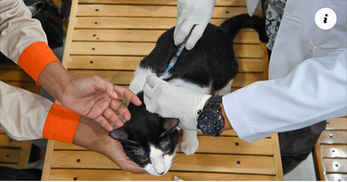 I'm a vet. Pet vaccine skepticism is barking up the wrong tree. |